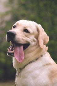 Somwang as Dog in Paws of Fate 2025