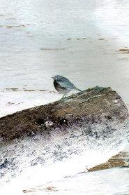 Hermit Thrush as The Bird in bird5.mp4 2025