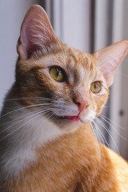 Major the Cat as Cat in Pete Clarkson: SerpentStone Equity 2024