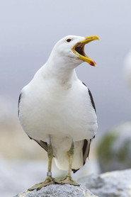 Sully Seagull as Seagull in The Lighthouse 2019