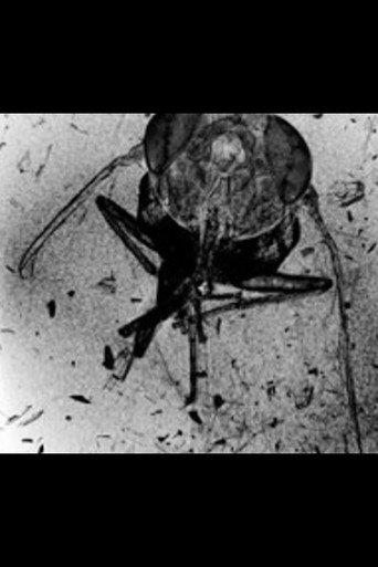 The Death of an Insect (2010) poster