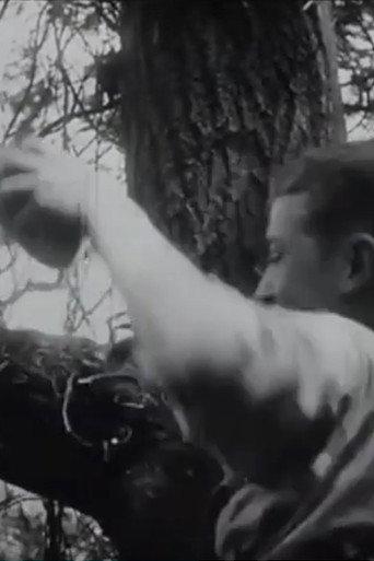 The Nest Robbers (1904) poster