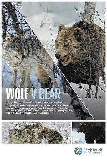 Wolf vs Bear (2019) poster