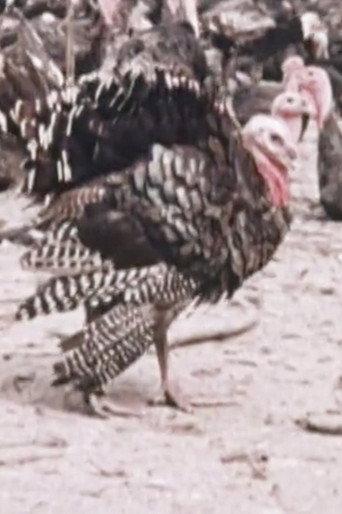 One Turkey, Two Turkey (1971) poster