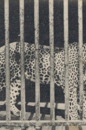 Zoo (1992) poster