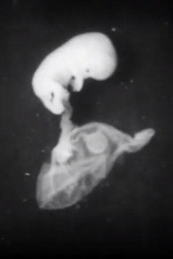 Early Human Fetal Activity (1952) poster
