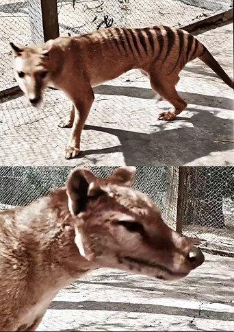 Tasmanian Tiger in Colour (2021) poster