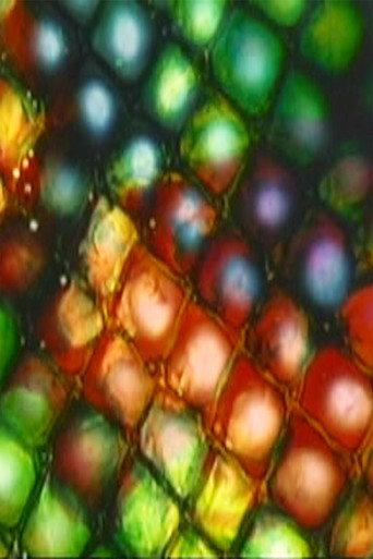 Nylon and Chenille (2004) poster
