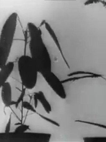 Kinematographische Studien an Impatiens, Vicia, Tulipa, Mimosa und Desmodium von W. Pfeffer (1898-1900) (1940) poster