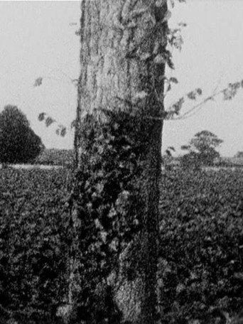 Treeline (1976) poster