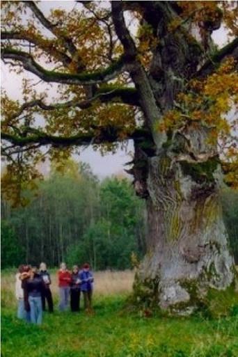In the Shade of the Oak Tree (2007) poster