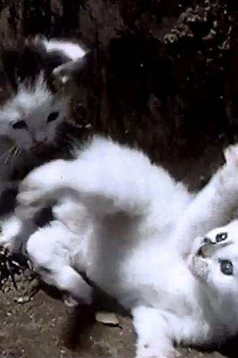 It's a Cat's Life (1950) poster