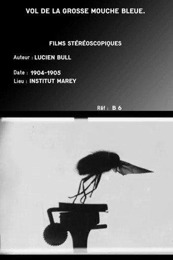 Flight of the Large Blue Fly (1905) poster