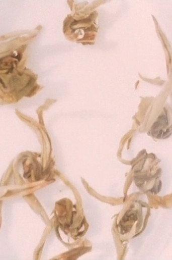 Four Little Films: Frost Table, Tholos, Jasmine Tea, and Garden (2009) poster