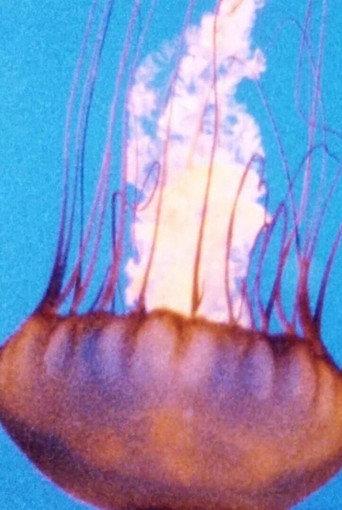 Wind/Water/Wings (1995) poster