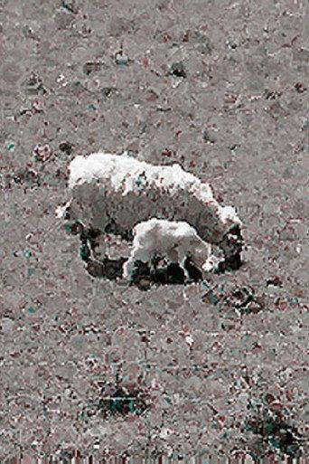 Sheep (1991) poster