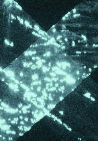 Light Trap (2021) poster
