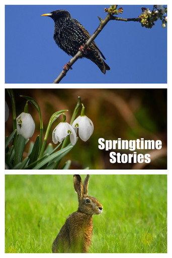 Springtime Stories (2015) poster