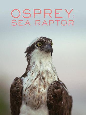 Osprey: Sea Raptor (2021) poster