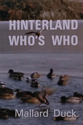 Hinterland Who's Who: Mallard Duck (1969) poster