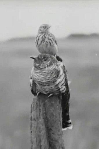 The Cuckoo's Secret (1922) poster