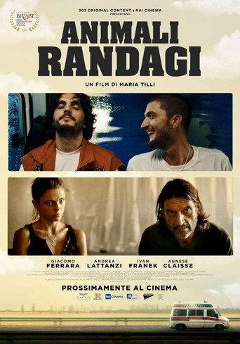 Animali randagi (2024) poster