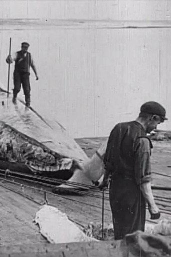 Whaling Afloat and Ashore (1908) poster