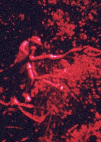 Island Fuse (1971) poster