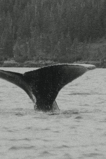 Whales (1980) poster