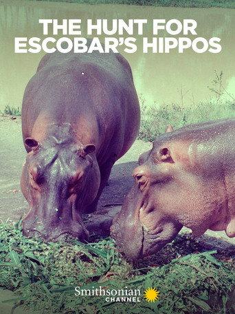 The Hunt for Escobar's Hippos (2020) poster