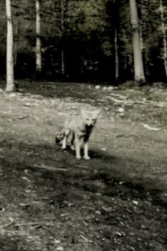 Last shot of the Argentine Grey Fox (2024) poster