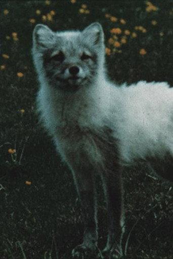 The Fox Makes a Den in the Scree (1961) poster