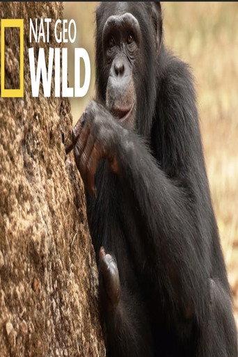 Chimp School (2017) poster