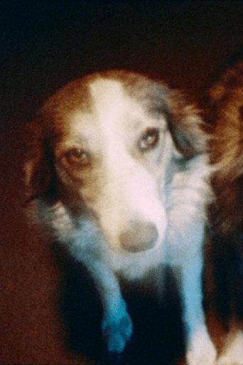 Pup y pup (1977) poster