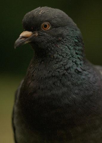 Deformed Pigeon Feet (2021) poster