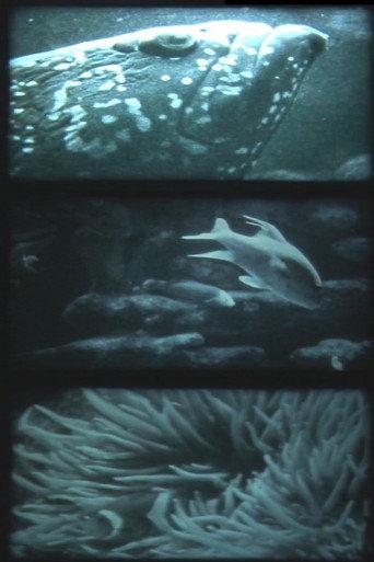 nur fische (1989) poster