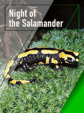 Night of the Salamander () poster