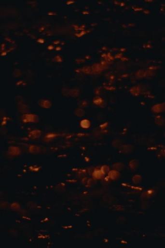 Moonglade (2024) poster
