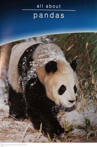 all about pandas (1997) poster