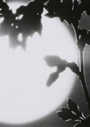 Flower in the Space (1989) poster