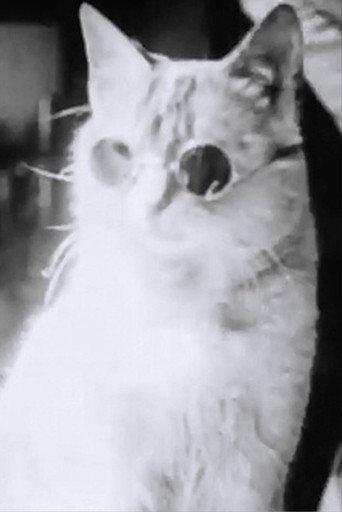 Pussy's Glasses (1930) poster