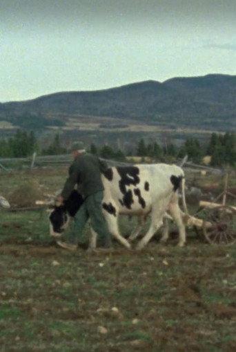 Les boeufs de labour (1977) poster