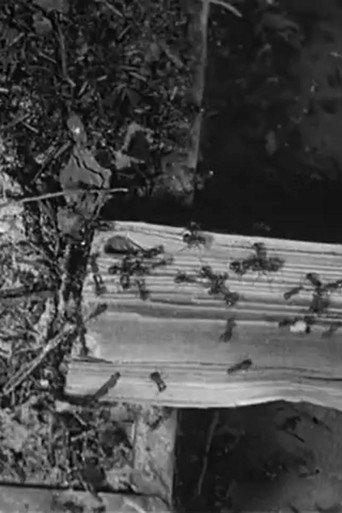 The Battle of the Ants (1922) poster
