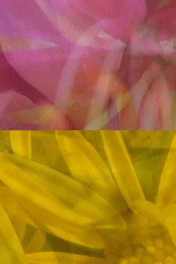 Mutus Floris (2011) poster