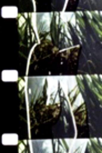 Persimmon (1999) poster