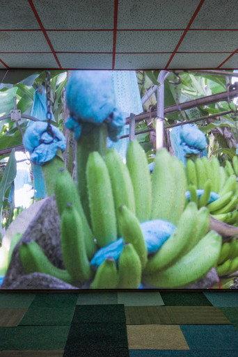 The Inner Life of Exterior Plants (2019) poster