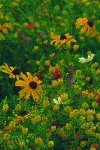Mountain Wildflowers (2024) poster