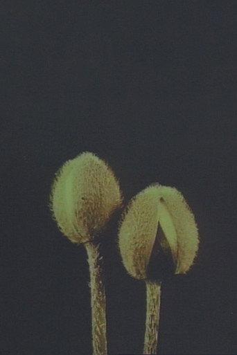 Lin­naeus’ Flow­er Clock (1998) poster