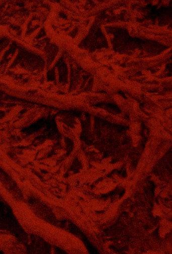Language of the Entrails (2025) poster