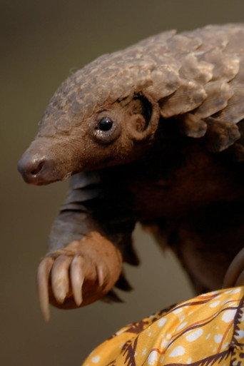 Wild Hope: Pangolin Protectors (2025) poster